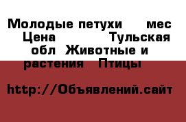 Молодые петухи 3.5 мес. › Цена ­ 1 500 - Тульская обл. Животные и растения » Птицы   